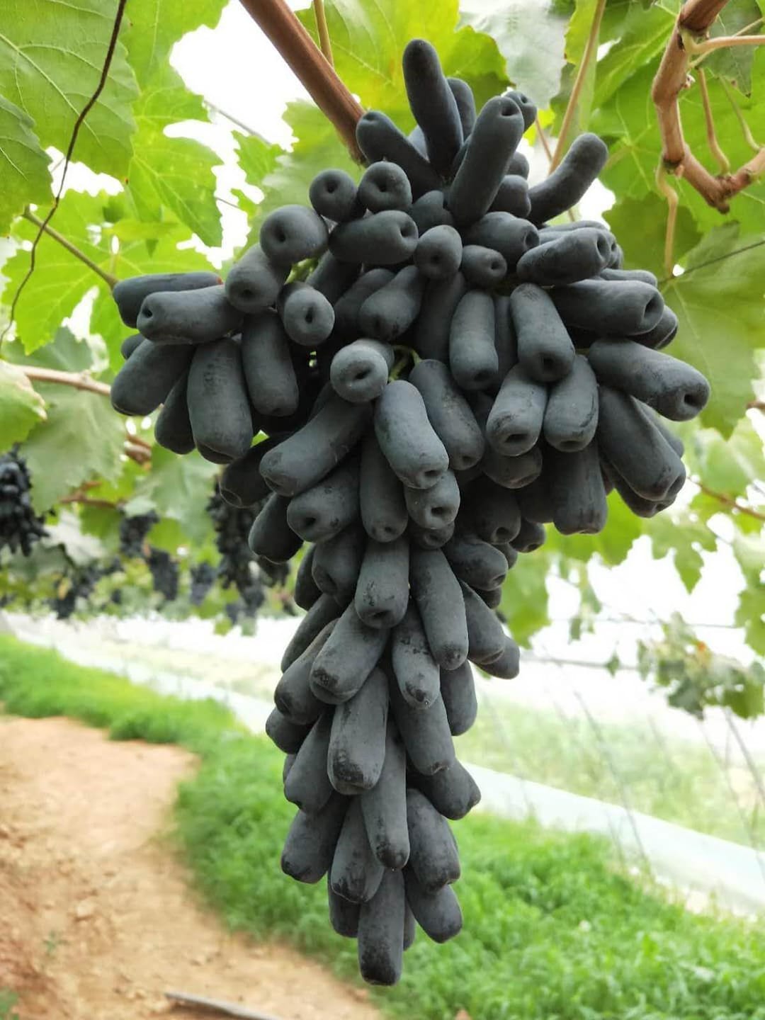 手指葡萄（フィンガーグレープ）9kgぐらい ウィッチフィンガーグレープ - Vitis vinifera - 希少な「フルーツ