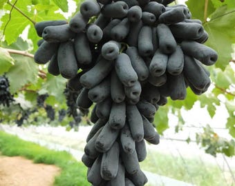 ウィッチフィンガーグレープ - Vitis vinifera - 希少な「フルーツ