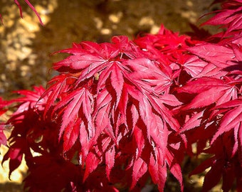 Acero giapponese del tramonto dell'Oregon - Acer palmatum ssp. matsumurae 'Oregon Sunset - Verdura rara di cimelio