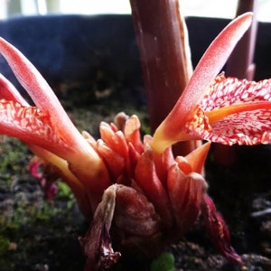 Bengal Ginger - Zingiber Rubens - Rare &#39;Plant&#39; Seeds - Torch Ginger, Pink-Orange, Philippine Waxflower, Zingiberaceae, Fragrant Ginger