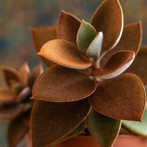 Koperen lepels - Kalanchoë orgyalis - Zeldzame &#39;sappige&#39; zaden - Kaneelplant, groenbruin, rood vetplant, zilverdollarplant, knoopjade