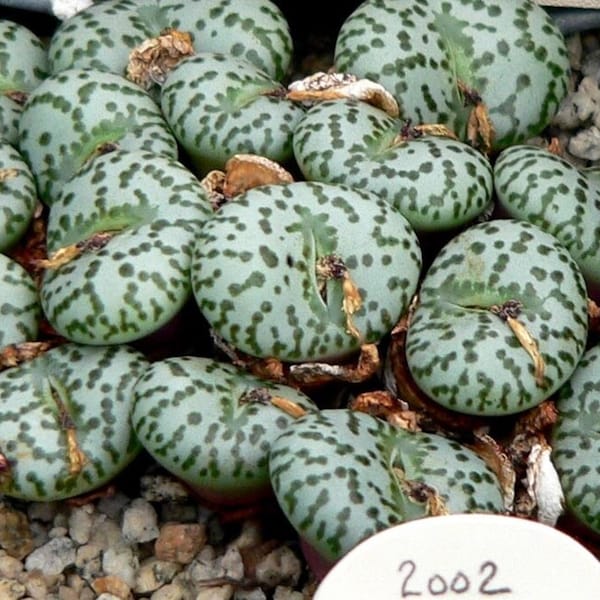 Dumplings Conophytum - Conophytum Obcordellum - Rare 'Succulent' Seeds - Pebble Plant, Gray-Green, Living Stones, Conophytum Bilobum