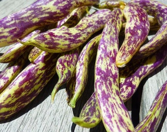 Dragon Tongue Bush Bean - Phaseolus vulgaris - Rare Heirloom Vegetable