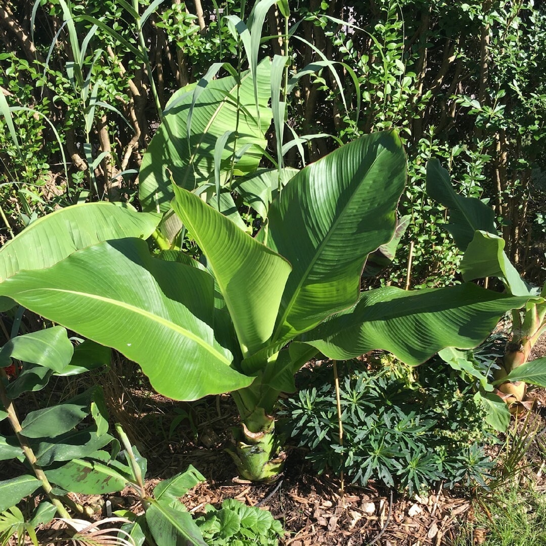 Buy Snow Banana - Ensete Glaucum - Rare 'plants' Species - White Velvet ...