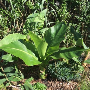 Può includere: Una grande pianta di banana verde con più foglie che cresce in un giardino.