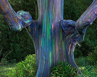 Rainbow Eucalyptus - Eucalyptus deglupta - Rare Plant Seeds - Mindanao Gum, Blue-Purple, Rainbow Gum, Painted Gum, Multi-colored Eucalyptus