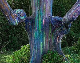 Eucalipto arcobaleno - Eucalyptus deglupta - Semi di piante rare - Gomma Mindanao, Blu-Viola, Gomma arcobaleno, Gomma dipinta, Eucalipto multicolore