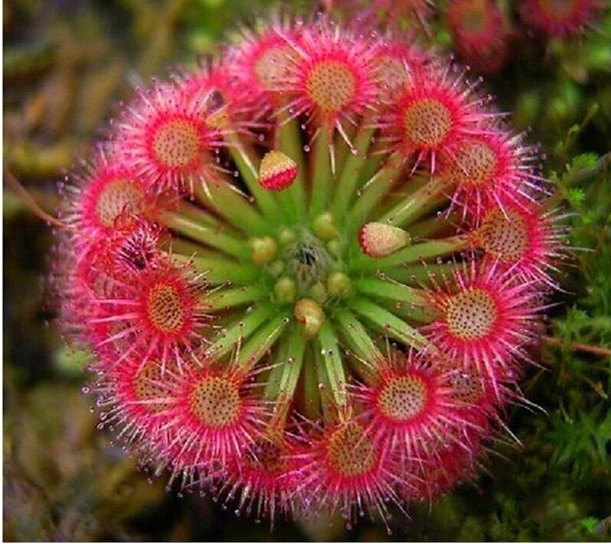 盆栽サンデュー - ドロセラ属 - 希少な「食虫植物」の種子 - デューイ