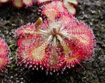 Alice Sundew - Drosera aliciae - Rare 'Carnivorous' Seeds - Pink Sundew, Pink-White, Queensland Sundew, Wonderland Sundew, Fairy Drosera