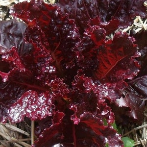 Laitue pourpre merlot - Lactuca sativa - légume rare