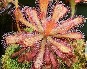 Könnte beinhalten: Nahaufnahme einer fleischfressenden Sonnentau-Pflanze mit roten, orangefarbenen und gelben Tentakeln, die mit glitzernden Tautropfen bedeckt sind.