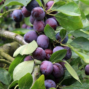 May include: A branch of a plum tree laden with ripe, dark purple plums. The plums are clustered together, some with a slight reddish hue, and are surrounded by green leaves.