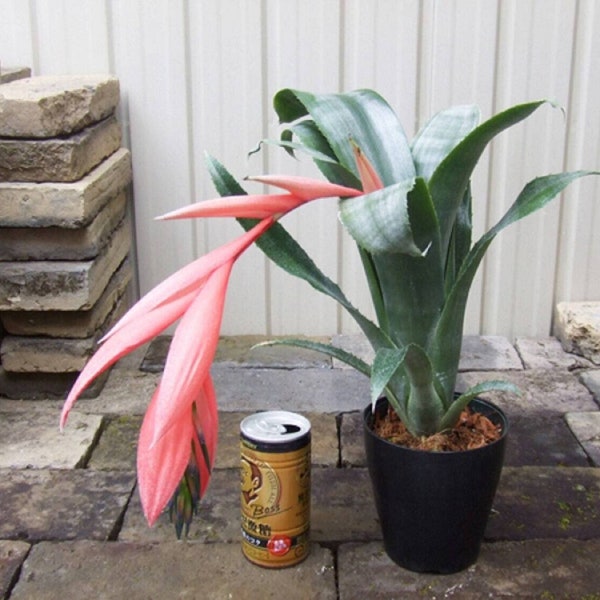 Queen's Tears Bromeliad - Billbergia decora - Rare 'Bromeliad' Seeds - Queens Tears, Green-Pink, Bromeliaceae, Emerald Cascade Bromeliad