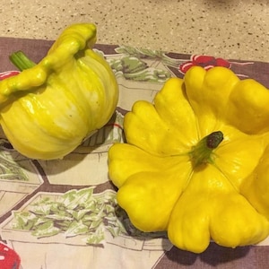 Custard Summer Squash - Cucurbita pepo - Seltenes Erbgemüse