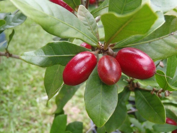【熱帯果樹】ミラクルフルーツ（Synsepalum dulcificum） ミラクルフルーツ (Synsepalum dulcificum) - PictureThis