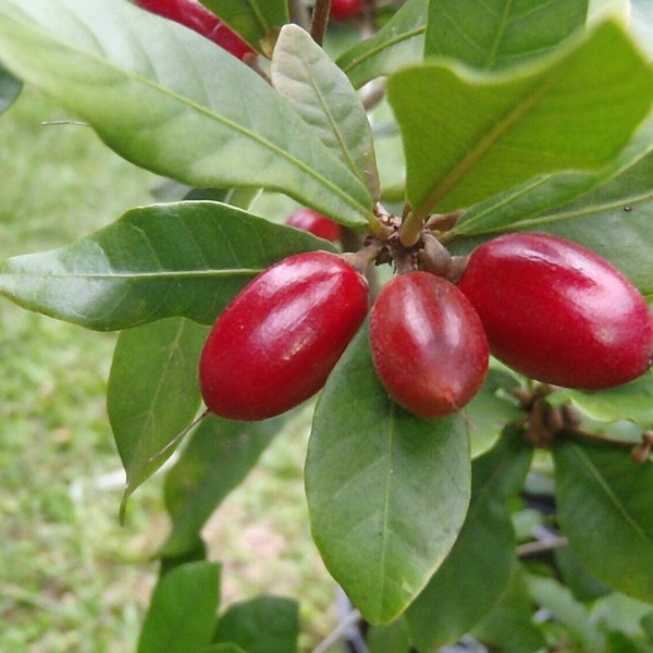 Wunderbeere - Synsepalum dulcificum - Seltene 'Frucht'-Samen - Wunderfrucht, Rot-Grün, Süße Beere, Sapotaceae, Geschmacksrichtung Beere