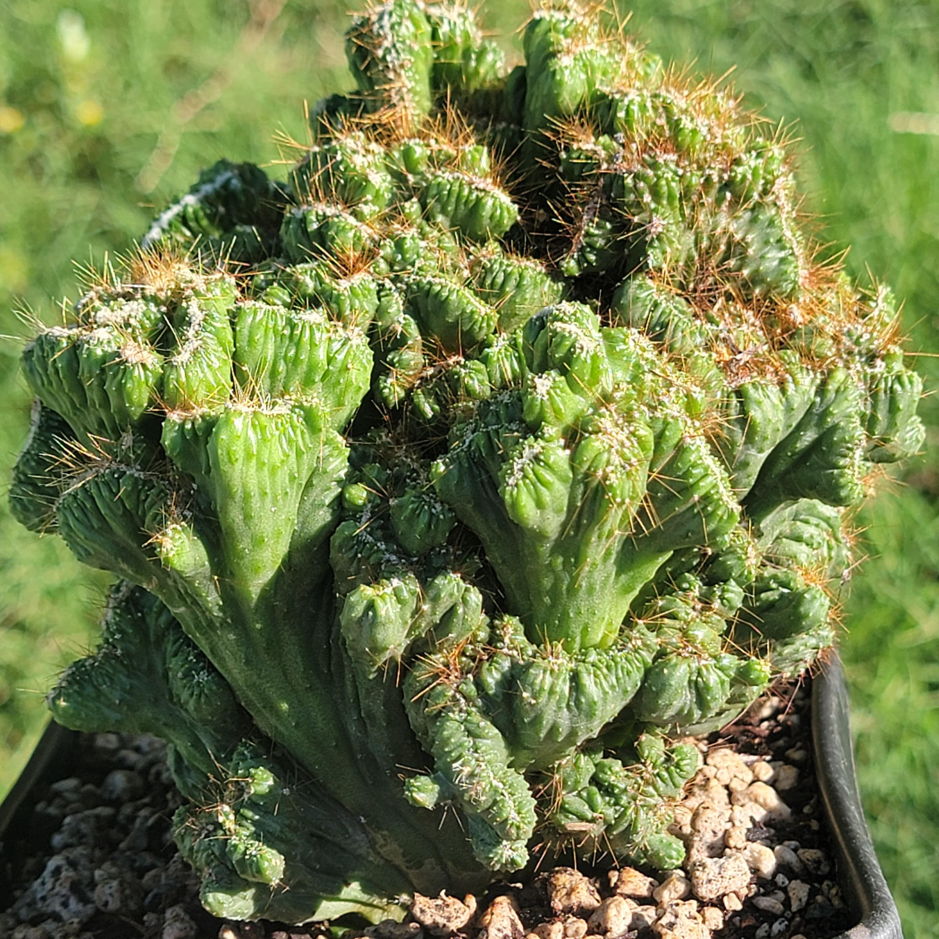 Cereus repandus - Etsy 日本
