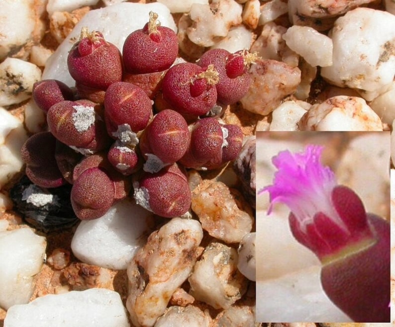 The common name for this is Oophytum nanum (Red Rock Stones).Other Common names for this Rare Succulent Species are: Red Rock Stones: Red rocks, Sedona red rocks. We only sell rare seeds of rare plants.