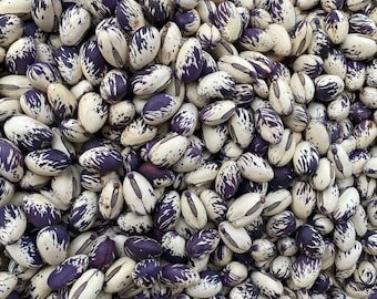 Frijoles espada africanos - Morados y blancos - Canavalia gladiata - Vegetal ancestral poco común