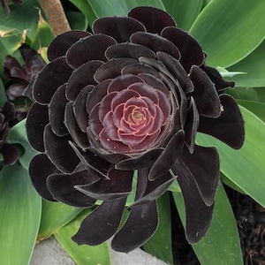 Succulente rosa nera - Aeonium arboreum - Semi rari 'succulenti' - Principe Nero, Nero-Rosa, Cavaliere Nero, Sempervivum Nero, Aeonium Velour