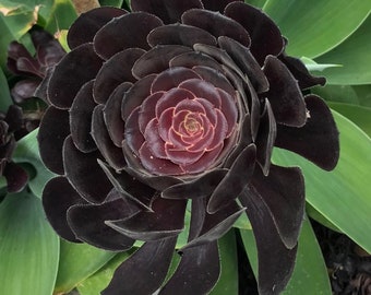 Black Rose Succulent - Aeonium arboreum - Rares 'Succulent' Seeds - Black Prince, Black-Pink, Black Knight, Sempervivum Black, Aeonium Velour