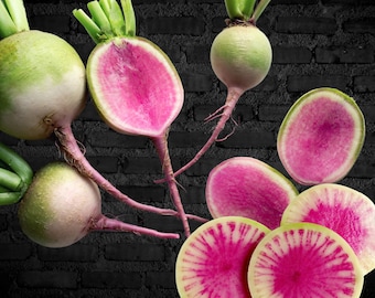 Wassermelonen-Radish / Schönheitsherz-Radish - Raphanus sativus - Seltenes altes Gemüse