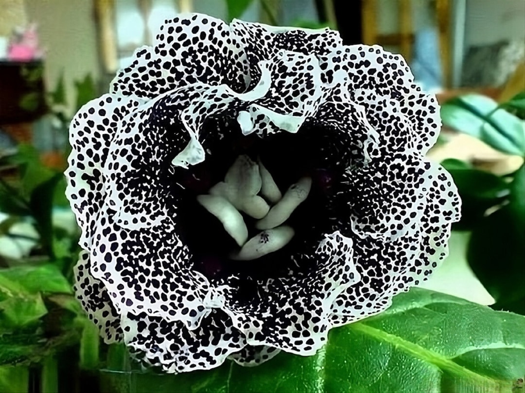 週末限定価格☆ Gypsohila ケーブルフラワーブルゾン ブラック 黒 お花 Florist's Gloxinia - Dalmation - Sinningia Speciosa - Rare Plants