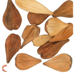 May include: A collection of dried palm seeds, also known as palm nuts, in various shades of brown. The seeds are naturally textured and have a unique, organic shape.