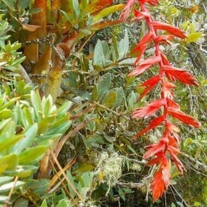 Compact Airplant - Tillandsia compacta - Rare &#39;Air Plant&#39; Seeds - Small Air Plant, Orange-Yellow, Air Plant, Ball Moss, Silvery Tillandsia
