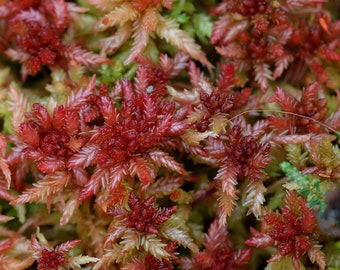 Live Red Sphagnum Moss - Sphagnum subnitens - Variable in Color  - Placed on Slightly Drier Pitches - Moss Also Has No Problem with Shade