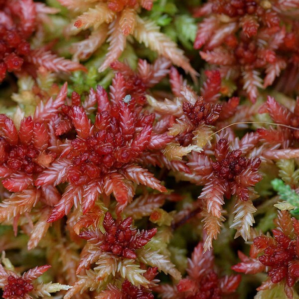 Live Red Sphagnum Moss - Sphagnum subnitens - Variable in Color  - Placed on Slightly Drier Pitches - Moss Also Has No Problem with Shade