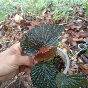 Begonia de Kalimantan marrón - Begonia sp. &quot;Kalimantan&quot; - Semillas de &#39;Plantas raras&#39;