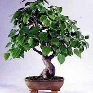 Puede incluir: Un árbol bonsái con un tronco retorcido y hojas verdes en una maceta de cerámica marrón con un soporte.