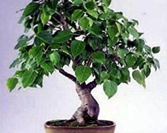 bonsai patch Bonsai Tree Embroidered patches