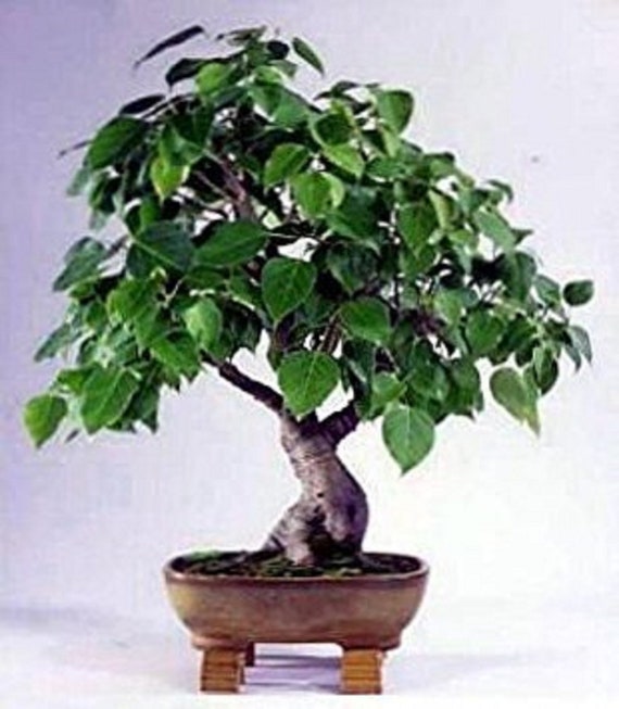 Weisser Feigen Bonsai Baum - Ficus infectoria - Seltene 'Bonsai Baum' Samen  - Ficus Bonsai, Grn-Lila, Weinende Feige, Benjamina Bonsai - Etsy  sterreich