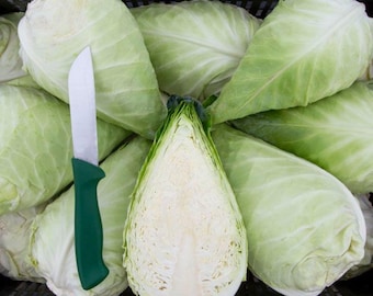 Repollo puntiagudo Caraflex - Brassica oleracea var. capitata - Verduras tradicionales raras