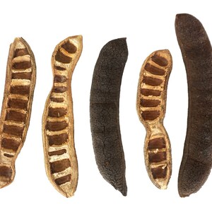 Schmale Akazienschoten - Perfekte langlebige Nahrung für Bioaktive Einrichtungen - Halten die Luftfeuchtigkeit in Tropischen Vivarium - Verstecken Sport für Ihre Schädlinge