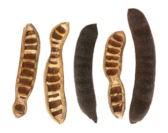 Narrow Acacia Pods - Perfect Long Lasting Nutrition for Bioactive Setups - Hold Humid in Tropical Vivarium - Hiding Sports for Your Pest