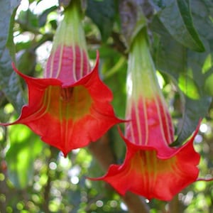 Könnte beinhalten: Zwei rote trompetenförmige Blüten mit grünen Stielen und Streifen, die von einem Ast hängen. Die Blüten sind scharf und der Hintergrund ist verschwommen.