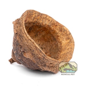 May include: A dried, brown, hollowed-out eucalyptus nut, ideal for small reptiles and amphibians to hide in. The nut is approximately 5 cm in diameter and has a rough, textured surface.  NEWCAL PET is printed on a green and blue mountain logo.