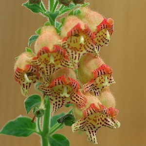 Puede incluir: Primer plano de un grupo de flores singulares. Las flores, con forma de campana, muestran un patrón moteado de amarillo, rojo y marrón. Los tallos verdes contrastan con el fondo suave y borroso de color marrón claro, resaltando los detalles florales.