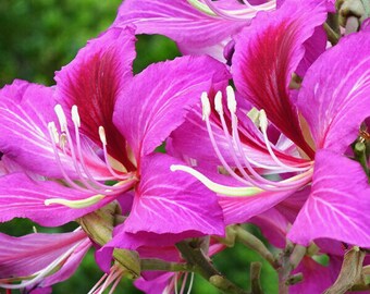 May include: Close-up of pink and white flowers with long, thin white stamens. The flowers have a delicate, feminine appearance.