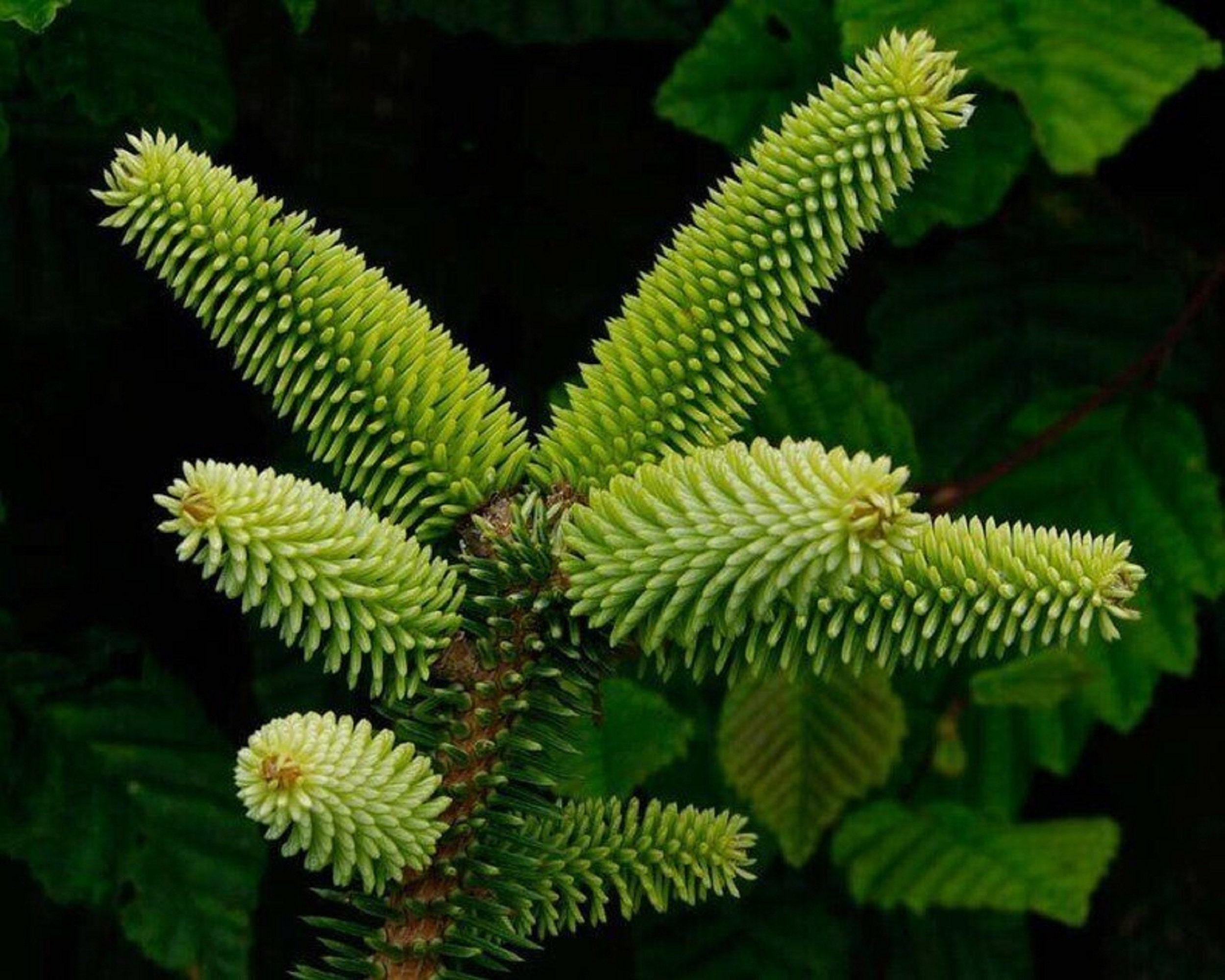 Abete spagnolo - Abies pinsapo - Rari semi di "pianta" - Guanabana, pino spagnolo, pino pinsapo, verde-giallo, abete iberico, abete dell'Atlante, abet