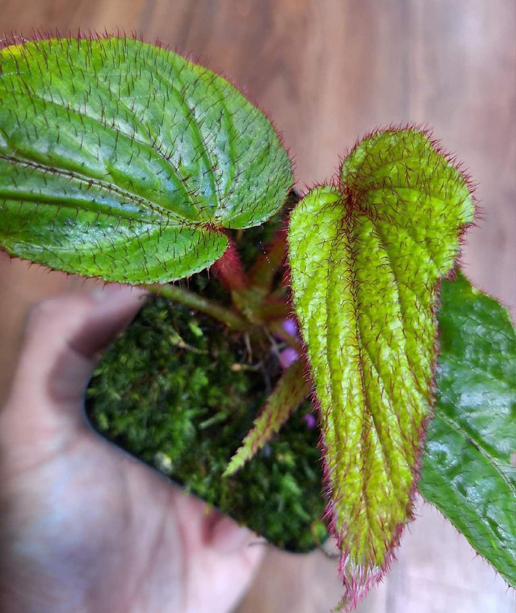 Narrow Langkat Begonia - Begonia Sp. 