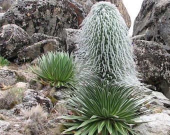 Hairy Man Cactus - Lobelia telekii - Rare 'Cactus' Seeds - Old Man Cactus, Green-White, Cephalocereus senilis,Alpine Lobelia,Giant Groundsel
