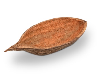 Gousse de baobob - Gros fruits séchés - À des fins décoratives - Origine du Kenya - Décoration de terrarium et de vivarium - Non traité chimiquement