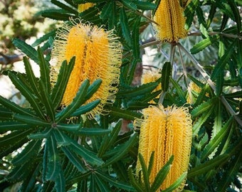バーデットのバンクシア - バンクシア ブルデッティ - 珍しい「植物