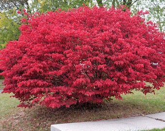 Burning Bush Tree / Eastern Wahoo - Euonymus Atropurpureus - Rare 'Plants' Species - Fireberry Tree, Pink-Red,Scarlet Euonymus,Firewood Tree