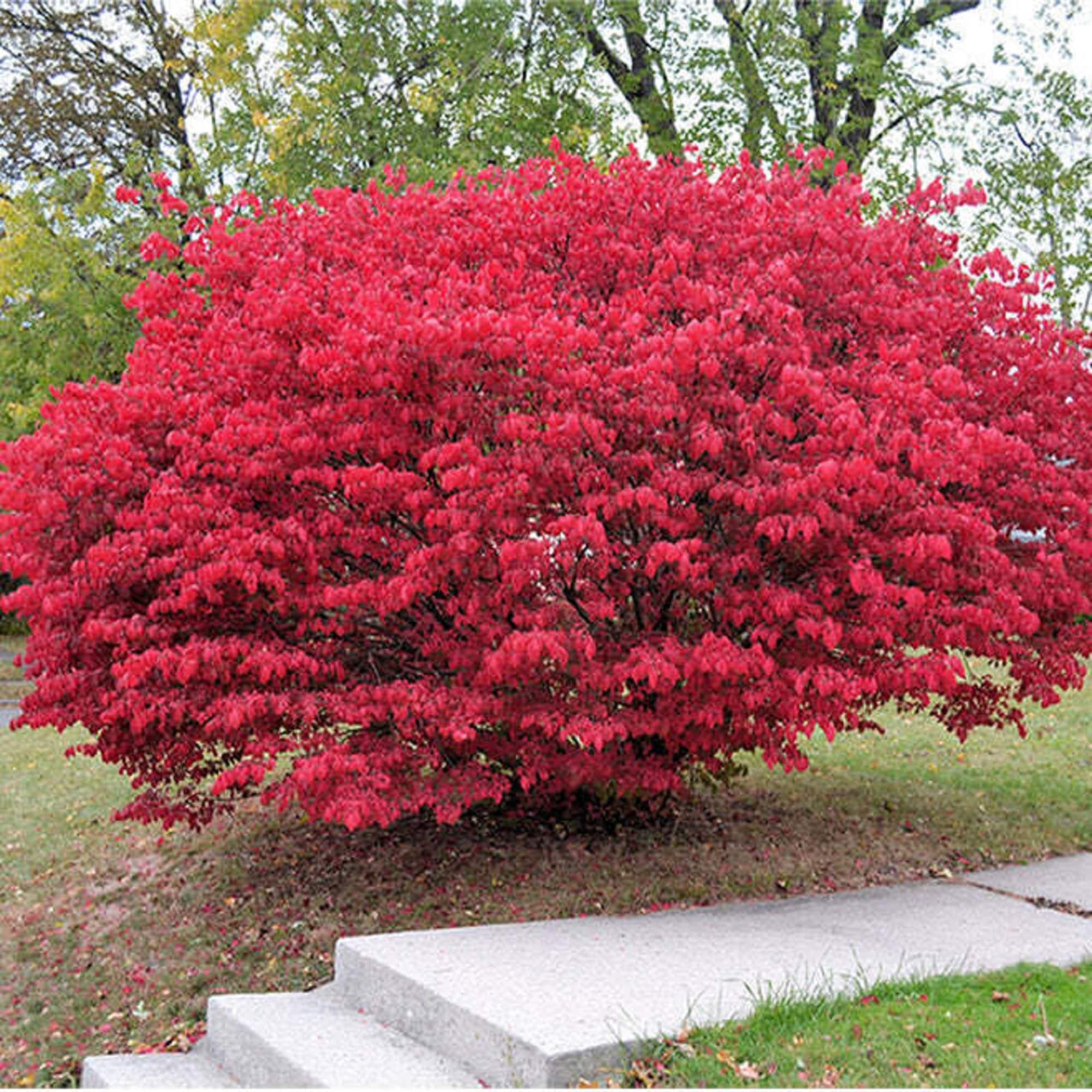 Brennender Buschbaum / Östlicher Wahoo - Euonymus Atropurpureus ...