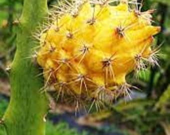 May include: A yellow dragon fruit growing on a cactus plant. The fruit is covered in small spines and has a bright yellow skin.
